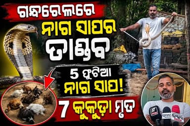 ଗନ୍ଧରେଲରେ ୫ ଫୁଟିଆ ନାଗ ସାପ ଆତଙ୍କ ସର୍ପଦଂଶନରେ ୭ କୁକୁଡ଼ା ମୃତ
#Hashtags:
#Balangir #Gandharel #CobraRescue #SnakeRescue #KingCobra #Odisha #Snake #Wildlife #RainySeason #SuruTandi #BalangirNews #BreakingNews #SankalpaSamachar #OdiaNews #NewsUpdate #Cobra #SnakeAwareness #ViralNews #OdishaNews #Nature