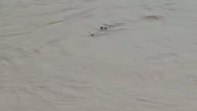 घाघरा नदी के इन चालक शिकारियों से हो जाइये होशियार
#ghaghra #ghaghrariver #crocodile #ghariyal #aligator