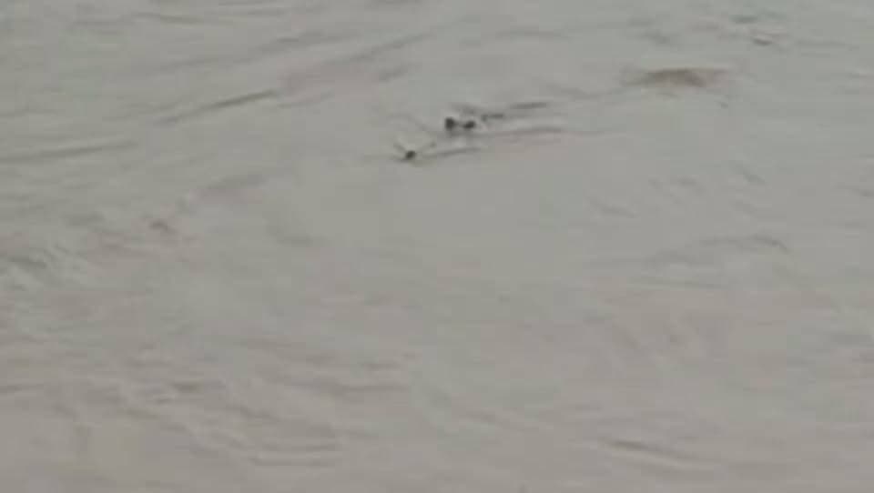 घाघरा नदी के इन चालक शिकारियों से हो जाइये होशियार
#ghaghra #ghaghrariver #crocodile #ghariyal #aligator
