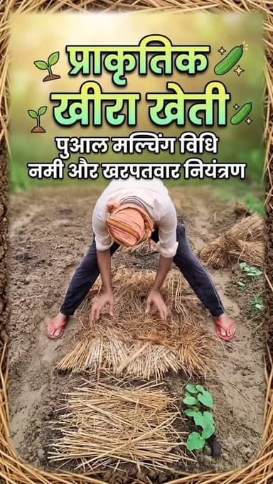 🌱 आज प्राकृतिक विधि से खीरे की खेती शुरू की। नमी और खरपतवार नियंत्रण के लिए पुआल मल्चिंग की जा रही है। यही है प्राकृतिक खेती! 🌿🥒