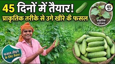 🌱 यह खीरा पूरी तरह प्राकृतिक तरीके से उगाया गया है। लगभग 45 दिनों में यह तैयार हो गया है। अब ताज़े, स्वस्थ खीरे तोड़ने के लिए तैयार हैं। 🍃🥒