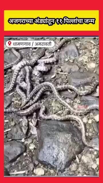अजगराच्या अंड्यांतून ११ पिल्लांचा जन्म; वनविभागाकडून नैसर्गिक अधिवासात सुरक्षित सोडले #viralvideo