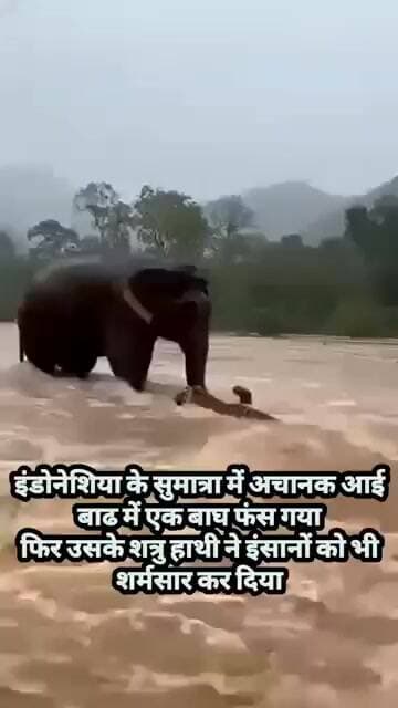 जानवरों में होती है इंसानियत viral video