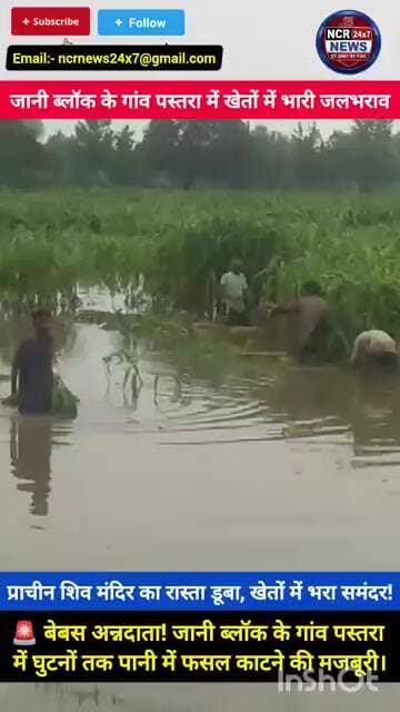 🚨 बेबस अन्नदाता! जानी ब्लॉक के गांव पस्तरा में घुटनों तक पानी में फसल काटने की मजबूरी।