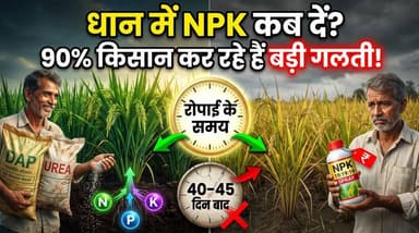 धान में NPK कब दें? 90% किसान कर रहे हैं यह बड़ी गलती!#धान #PaddyFarming #RiceFarming #NPK #DAP #Urea