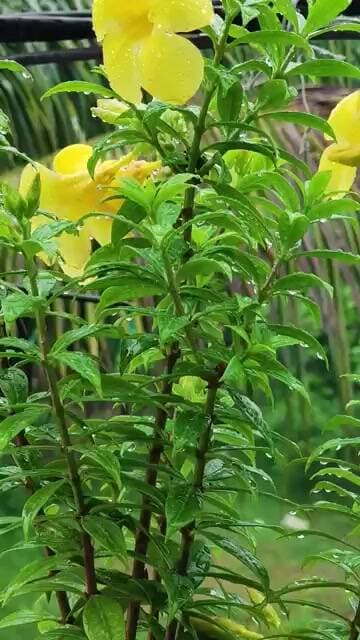 Mansoon Rainy Day &Nature Lover Flower 🌺