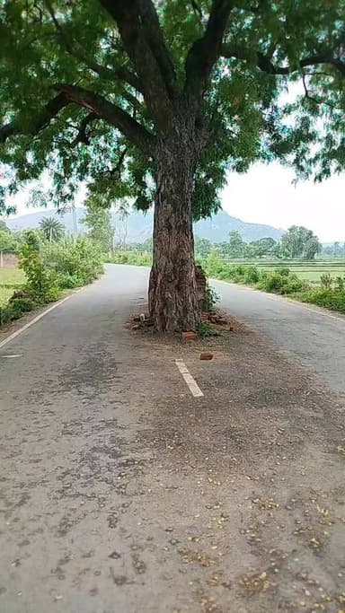 गया में बीच सड़क पर पेड़ कहां है बताएं