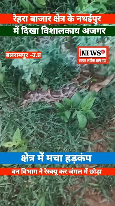 #बलरामपुर! #रेहरा_बाजार नथईपुर कानूनगो के गोकुला गांव में संतराम के खेत में निकला विशाल अजगर, दहशत में आए ग्रामीण वन विभाग की टीम ने किया रेस्क्यू