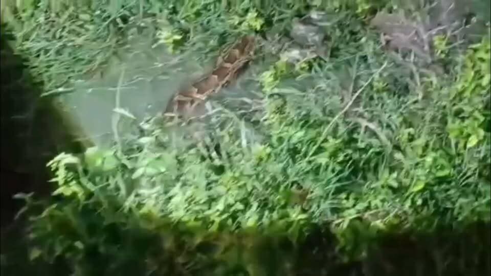 🐍 रात के अंधेरे में सड़क पर दिखा विशाल अजगर... देखते ही थम गए राहगीरों के कदम!
बांका के बौंसी प्रखंड में मंदार पर्वत जाने वाले मार्ग पर फ्रीडम मिशन के समीप शुक्रवार देर रात एक विशाल अजगर निकल आने से कुछ देर के लिए अफरा-तफरी मच गई। सूचना मिलते ही वन विभाग की टीम मौके पर पहुंची और कड़ी मशक्कत के बाद अजगर का सुरक्षित रेस्क्यू कर लिया।
वन विभाग ने बताया कि अजगर को उसके प्राकृतिक आवास में सुरक्षित छोड़ा जाएगा। साथ ही लोगों से अपील की गई है कि किसी भी वन्यजीव के दिखाई देने पर उसे नुकसान न पहुंचाएं, बल्कि तुरंत वन विभाग को सूचना दें।
📹 देखिए रेस्क्यू का वीडियो और बताइए—क्या आपने कभी इतना बड़ा अजगर देखा है?
#Banka #Bounsi #Mandar #PythonRescue #ForestDepartment #Wildlife #BiharNews #BreakingNews