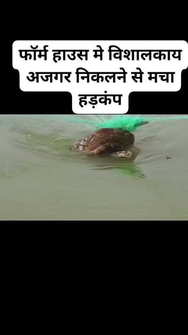 #फतेहपुर: फॉर्म हाउस मे विशालकाय अजगर निकलने से मचा हड़कंप। तालाब में तीन दिन से फंसा है विशालकाय अजगर। वन विभाग की टीम कल बिना रेस्क्यू के लौटी वापस। तालाब में पड़े जाल में अभी भी फंसा है विशालकाय अजगर। खागा कोतवाली के बुदवन स्थित प्रजापति एग्रो फॉर्म का मामला।