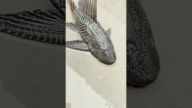 African fish #shortviral