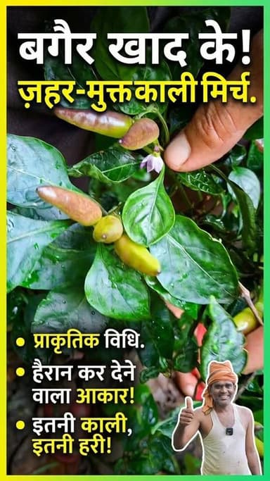 🌶️ यह काली मिर्च प्राकृतिक विधि से उगाई गई है—बिना रासायनिक खाद के भी स्वस्थ, हरी-भरी और बड़े आकार की। 🌱