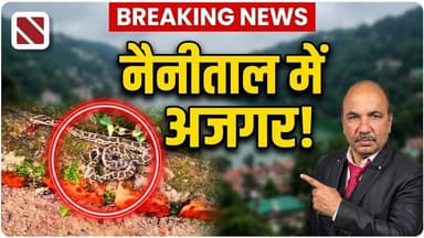 नैनीताल में पहली बार मिला अजगर का बच्चा! क्या बदल रहा है उत्तराखंड का जंगल? | Navin Samachar |Python