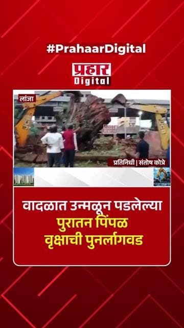 वादळात उन्मळून पडलेल्या पुरातन पिंपळ वृक्षाची पुनर्लागवड