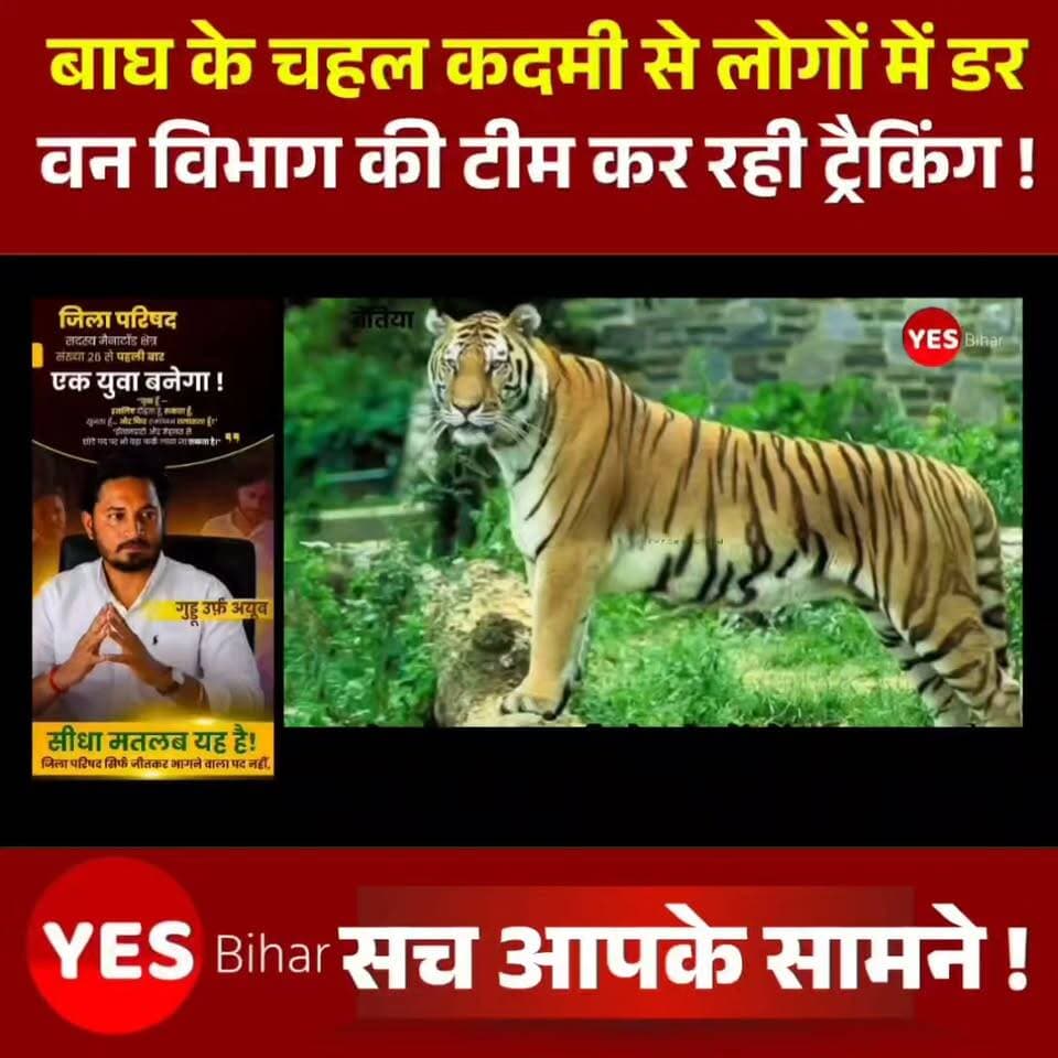 Bihar news : बाघ के चहल कदमी से लोगों में डर का माहौल मौके पर पहुंचे वनकर्मी की जा रही ट्रैकिंग।पश्चिमी चंपारण जिला अंतर्गत रामनगर के शहरी क्षेत्र से दूर भावल सरेह में पहुंचा बाघ, लोगों में डर का का माहौल देखा जा रहा है रामनगर के वाल्मीकि टाइगर परियोजना के रघीया जंगल से बाहर निकला एक बाघ रामनगर प्रखंड के भावल गांव कि सरेह में पहुंच गया है. इससे वहां के ग्रामीणों में भय के माहौल है. इस वजह से लोग घर के बाहर जाने से डर रहे हैं, ट्रैकिंग करते वनकर्मियों को भावल गांव के समीप रामरेखा नदी के पास उसका लोकेशन मिला. रेस्क्यू दल मौके पर पहुंचकर बाघ का ताजा लोकेशन लिया. टीटी पीटी वनरक्षी ने पहुंच भावल गांव के समीप स्थित खेत में बाघ का लोकेशन ढूंढा . जिसमें ताजा पगमार्क मिले. इससे स्पष्ट हो गया कि दो दिनों से डेरा जमाएं बाघ नगर क्षेत्र से दूर जाने लगा है. रेंजर ने बताया ट्रैकिंग के क्रम में दो दिनों से धनरपा गांव के पास जमे बाघ के ताजा पगमार्क भावल गांव के पास मिले है, हमारी टीम 24 घंटे नजर बनाए हुए हैं और बाघ की गतिविधियों पर नजर रखा जा रहा है।#TigerMovement #ValmikiTigerReserve #Ramnagar #WestChamparan #BiharNews #Wildlife #ForestDepartment #TigerTracking #BreakingNews #NatureAlert #WildlifeConservation #StayAlert