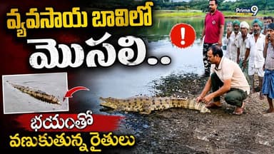 Crocodile in Agricultural Well in Warangal District : వ్యవసాయ బావిలో మొసలి.. భయంతో వణుకుతున్న రైతులు