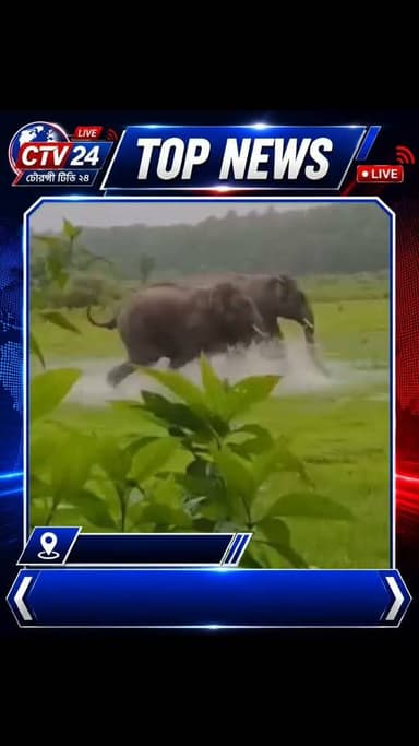 বিশালাকার দেহ নিয়েও কখনও কখনও হার মানতে হয়।