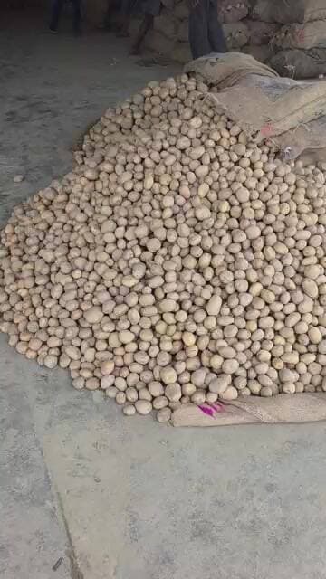 आज का आलू का भाव चकरपुर मंडी कानपुर से #aalukabhavaajka