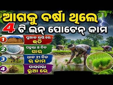 ଆଗକୁ ବର୍ଷା,4 ଟି ଇନ୍ ପୋଟେନ୍ କାମ//ବର୍ଷା ଆଗରୁ କ'ଣ କରିବେ// rain forests 4 important work for farmers