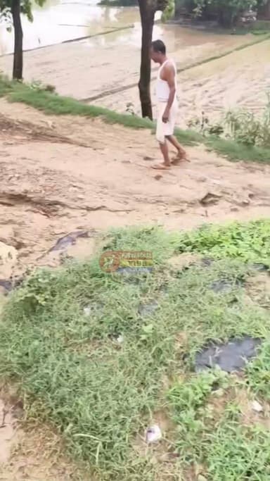 बारिश में टूटा बंधा, कोड़र-बनकटी मार्ग बंद; धान रोपाई के बीच किसानों की बढ़ी परेशानी
रुद्रपुर (देवरिया)। लगातार हो रही बारिश से द्वाबा क्षेत्र की ग्राम सभा कोड़र के बनकटी गांव के पास बंधा टूट जाने से कोड़र-बनकटी मार्ग पूरी तरह बाधित हो गया है। सड़क पर गहरे गड्ढे बनने से दोपहिया और चारपहिया वाहनों का आवागमन ठप हो गया है, जिससे ग्रामीणों और किसानों को भारी दिक्कतों का सामना करना पड़ रहा है।
ग्रामीणों का कहना है कि धान रोपाई के महत्वपूर्ण समय में सड़क टूटने से ट्रैक्टर-ट्रॉली समेत कृषि कार्य प्रभावित हो रहे हैं। किसानों को खेतों तक पहुंचने और आवश्यक सामान लाने-ले जाने के लिए कई किलोमीटर का अतिरिक्त चक्कर लगाना पड़ रहा है।
द्वाबा क्षेत्र के भाजपा नेता डीके यादव ने शासन-प्रशासन से क्षतिग्रस्त सड़क की तत्काल मरम्मत कराकर आवागमन बहाल कराने की मांग की है। वहीं अरविंद यादव, दुर्विजय यादव, छोटकू तिवारी, राम अवध यादव, गिरजेश प्रसाद, राजकिशोर प्रसाद, राजेश शर्मा, भोलू साहनी, हनुमान यादव और सूर्यभान यादव सहित अन्य ग्रामीणों ने भी जल्द से जल्द निर्माण कार्य शुरू कर क्षेत्रवासियों को राहत दिलाने की मांग की है।
DM Deoria #deoria