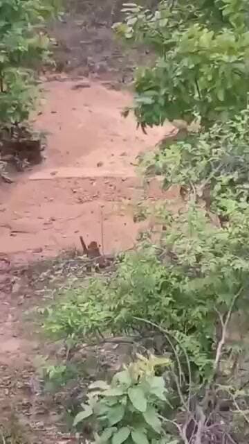 #tiger