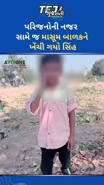 પરિજનોની નજર સામે જ માસૂમ બાળકને સિંહ ખેંચી ગયો #ytnewshorts #gujaratinews #tejgujarati