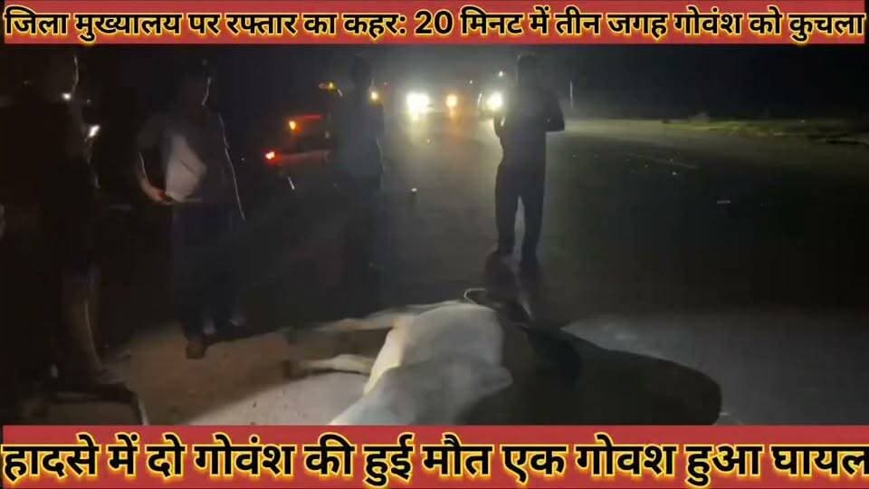 #जिला_मुख्यालय_पर_रफ्तार_का_कहर_20_मिनट_में_तीन_जगह_गोवंश_को_कुचला_दो_की_मौत_एक_गंभीर_घायल
#jila #mukhayalay #par #raptar #ka #kahar #bis #minat #me #teen #jagah #govansh #ko #kuchala #do #ki #mout #ek #gabhir #ghayal #news #didwanajila