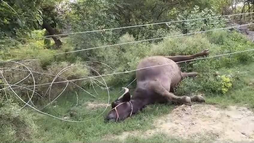 11 हजार वोल्ट हाईटेंशन लाइन बनी मौत का कारण, दुधारू भैंस की मौत, दो सगे भाई गंभीर रूप से झुलसे
गाजीपुर थाना क्षेत्र के सुकेती गांव में दर्दनाक हादसा, ग्रामीणों ने बिजली विभाग पर लापरवाही का लगाया आरोप
पीड़ित ने मुआवजे और दोषी विद्युत कर्मियों पर कार्रवाई की मांग की, पुलिस ने जांच शुरू की
✒️रिपोर्ट:-अजय श्रीवास्तव
फतेहपुर। जनपद के गाजीपुर थाना क्षेत्र के सुकेती गांव में रविवार को हाईटेंशन बिजली लाइन से जुड़ा एक दर्दनाक हादसा सामने आया। जमीन पर गिरे 11 हजार वोल्ट के विद्युत तार की चपेट में आने से एक दुधारू भैंस की मौके पर ही मौत हो गई, जबकि उसे बचाने पहुंचे दो सगे भाई गंभीर रूप से झुलस गए। घटना के बाद ग्रामीणों ने बिजली विभाग पर लापरवाही का आरोप लगाते हुए दोषियों के विरुद्ध कार्रवाई और पीड़ित परिवार को मुआवजा देने की मांग की है।
गाजीपुर/फतेहपुर। जिले के गाजीपुर थाना क्षेत्र अंतर्गत सुकेती गांव में रविवार को उस समय अफरा-तफरी मच गई जब खेत में चर रही एक दुधारू भैंस जमीन पर गिरे 11 हजार वोल्ट के हाईटेंशन तार की चपेट में आ गई। तेज करंट लगने से भैंस की मौके पर ही मौत हो गई। बताया जा रहा है कि मृत भैंस की कीमत करीब 1.20 लाख रुपये थी।
जानकारी के अनुसार, गांव निवासी वकील पुत्र अयूब खान की भैंस घास के मैदान में चर रही थी। इसी दौरान पहले से जमीन पर पड़े हाईटेंशन तार के संपर्क में आने से उसकी तत्काल मौत हो गई। अपनी भैंस को बचाने के लिए दौड़े उसके दो सगे भाई इस्लाम और इरशाद भी करंट की चपेट में आ गए और गंभीर रूप से झुलस गए।
ग्रामीणों ने तत्काल सूझबूझ का परिचय देते हुए बिजली के प्रभाव से दोनों को सुरक्षित बाहर निकाला और आनन-फानन में सामुदायिक स्वास्थ्य केंद्र गाजीपुर पहुंचाया, जहां प्राथमिक उपचार के बाद उनका इलाज जारी है।
घटना के बाद ग्रामीणों में भारी आक्रोश देखने को मिला। स्थानीय लोगों का आरोप है कि हाईटेंशन लाइन का तार काफी समय से जर्जर अवस्था में था और उसके टूटने की सूचना पहले भी संबंधित विभाग को दी गई थी, लेकिन समय रहते मरम्मत नहीं कराई गई। ग्रामीणों का कहना है कि यदि बिजली विभाग ने समय पर आवश्यक कार्रवाई की होती तो यह हादसा टाला जा सकता था।
पीड़ित वकील कुरैशी ने गाजीपुर थाने में तहरीर देकर दोषी विद्युत कर्मियों के विरुद्ध कार्रवाई, मृत भैंस के उचित मुआवजे तथा घायलों के समुचित उपचार की मांग की है। पुलिस ने तहरीर प्राप्त कर मामले की जांच शुरू कर दी है।
हालांकि, बिजली विभाग की ओर से इस घटना को लेकर कोई आधिकारिक बयान सामने नहीं आया है। जांच के बाद ही यह स्पष्ट हो सकेगा कि हादसा तकनीकी खराबी, रखरखाव में लापरवाही अथवा अन्य किसी कारण से हुआ।
ग्रामीण क्षेत्रों में जर्जर विद्युत लाइनों और टूटे हुए हाईटेंशन तारों की समय पर मरम्मत न होना गंभीर सुरक्षा चुनौती बनता जा रहा है। ऐसे मामलों में निष्पक्ष जांच, जिम्मेदारी तय करना और भविष्य में ऐसी घटनाओं की रोकथाम के लिए प्रभावी कदम उठाना आवश्यक है। पीड़ित परिवार अब प्रशासन और बिजली विभाग से न्याय तथा आर्थिक सहायता की उम्मीद लगाए हुए है।
🟥 ND NEWS | दैनिक निष्पक्ष धारा की अपील
एनडी न्यूज़ एवं दैनिक निष्पक्ष धारा विद्युत विभाग से अपील करता है कि सभी हाईटेंशन लाइनों का नियमित निरीक्षण कराया जाए तथा जर्जर और क्षतिग्रस्त तारों को तत्काल बदला जाए।प्रशासन से अनुरोध है कि पीड़ित परिवार को नियमानुसार मुआवजा उपलब्ध कराया जाए तथा यदि जांच में लापरवाही सामने आती है तो जिम्मेदार अधिकारियों एवं कर्मचारियों के विरुद्ध कठोर कार्रवाई सुनिश्चित की जाए।
👇👇
#NDNews #दैनिकनिष्पक्षधारा #Fatehpur #Ghazipur #ElectricShock #HighTensionLine #PowerDepartment #UttarPradesh #BreakingNews #ElectricalSafety #Compensation #UPPCL #PoliceInvestigation
👇👇
@dgpup
@UPGovt
@RSSorg
@Uppolice
@wpl1090
@RSSgeet
@MIB_India
@PMOIndia
@HMOIndia
@EMofficeUP
@VHPDigital
@CMOUP_RC
@igrangealld
@UPPCLLKO
@myogioffice
@InfoDeptUP
@MD_PuVVNL
@dmfatehpur
@MVVNLHQ
@CMOfficeUP
@ChiefSecyUP
@MahantYogiG
@ChiefSecy_UP
@edpmcuppcl
@EE_Trans_Hapur
@UppclNishant
@DVVNL_Care
@BajrangDalOrg
@fatehpurpolice
@myogiadityanath
@puvvnlvaranasi
@puvvnlfatehpur
@112UttarPradesh
@ADGZonPrayagraj
@CommissionerPrg
@VINODKUMARGAN15
👇👇
🟥 ND NEWS | दैनिक निष्पक्ष धारा
मुख्य संपादक / संस्थापक: राजन सिंह हाड़ा
सह-संपादक: शालिनी सिंह भदौरिया
📍कार्यालय-3: U158, हीरा स्वीट्स के पास, विकास मार्ग, लक्ष्मी नगर, पूर्वी दिल्ली,110092 (NCR)
📍कार्यालय-2: विधानसभा रोड, बर्लिंगटन चौराहा, लखनऊ (226001) (UP)
📅 दिनांक: 13 जुलाई 2026
📆 दिन: सोमवार
📞 मोबाइल: 9696119696