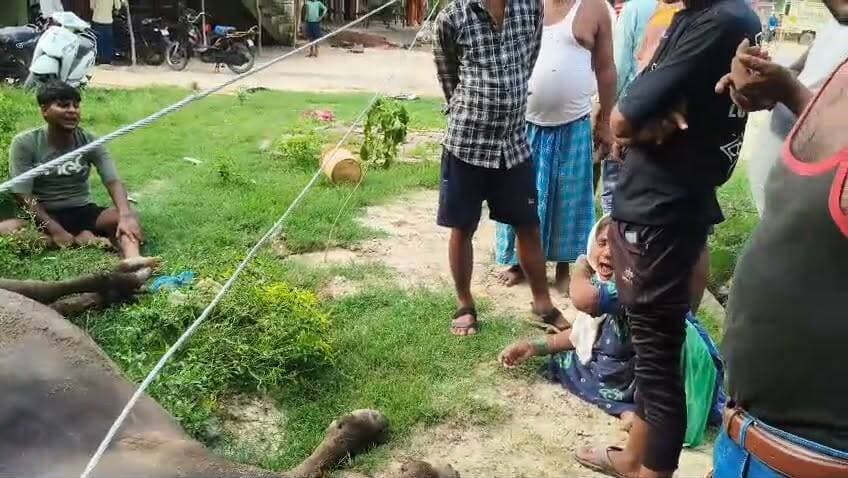 11 हजार वोल्ट हाईटेंशन लाइन बनी मौत का कारण, दुधारू भैंस की मौत, दो सगे भाई गंभीर रूप से झुलसे
गाजीपुर थाना क्षेत्र के सुकेती गांव में दर्दनाक हादसा, ग्रामीणों ने बिजली विभाग पर लापरवाही का लगाया आरोप
पीड़ित ने मुआवजे और दोषी विद्युत कर्मियों पर कार्रवाई की मांग की, पुलिस ने जांच शुरू की
✒️रिपोर्ट:-अजय श्रीवास्तव
फतेहपुर। जनपद के गाजीपुर थाना क्षेत्र के सुकेती गांव में रविवार को हाईटेंशन बिजली लाइन से जुड़ा एक दर्दनाक हादसा सामने आया। जमीन पर गिरे 11 हजार वोल्ट के विद्युत तार की चपेट में आने से एक दुधारू भैंस की मौके पर ही मौत हो गई, जबकि उसे बचाने पहुंचे दो सगे भाई गंभीर रूप से झुलस गए। घटना के बाद ग्रामीणों ने बिजली विभाग पर लापरवाही का आरोप लगाते हुए दोषियों के विरुद्ध कार्रवाई और पीड़ित परिवार को मुआवजा देने की मांग की है।
गाजीपुर/फतेहपुर। जिले के गाजीपुर थाना क्षेत्र अंतर्गत सुकेती गांव में रविवार को उस समय अफरा-तफरी मच गई जब खेत में चर रही एक दुधारू भैंस जमीन पर गिरे 11 हजार वोल्ट के हाईटेंशन तार की चपेट में आ गई। तेज करंट लगने से भैंस की मौके पर ही मौत हो गई। बताया जा रहा है कि मृत भैंस की कीमत करीब 1.20 लाख रुपये थी।
जानकारी के अनुसार, गांव निवासी वकील पुत्र अयूब खान की भैंस घास के मैदान में चर रही थी। इसी दौरान पहले से जमीन पर पड़े हाईटेंशन तार के संपर्क में आने से उसकी तत्काल मौत हो गई। अपनी भैंस को बचाने के लिए दौड़े उसके दो सगे भाई इस्लाम और इरशाद भी करंट की चपेट में आ गए और गंभीर रूप से झुलस गए।
ग्रामीणों ने तत्काल सूझबूझ का परिचय देते हुए बिजली के प्रभाव से दोनों को सुरक्षित बाहर निकाला और आनन-फानन में सामुदायिक स्वास्थ्य केंद्र गाजीपुर पहुंचाया, जहां प्राथमिक उपचार के बाद उनका इलाज जारी है।
घटना के बाद ग्रामीणों में भारी आक्रोश देखने को मिला। स्थानीय लोगों का आरोप है कि हाईटेंशन लाइन का तार काफी समय से जर्जर अवस्था में था और उसके टूटने की सूचना पहले भी संबंधित विभाग को दी गई थी, लेकिन समय रहते मरम्मत नहीं कराई गई। ग्रामीणों का कहना है कि यदि बिजली विभाग ने समय पर आवश्यक कार्रवाई की होती तो यह हादसा टाला जा सकता था।
पीड़ित वकील कुरैशी ने गाजीपुर थाने में तहरीर देकर दोषी विद्युत कर्मियों के विरुद्ध कार्रवाई, मृत भैंस के उचित मुआवजे तथा घायलों के समुचित उपचार की मांग की है। पुलिस ने तहरीर प्राप्त कर मामले की जांच शुरू कर दी है।
हालांकि, बिजली विभाग की ओर से इस घटना को लेकर कोई आधिकारिक बयान सामने नहीं आया है। जांच के बाद ही यह स्पष्ट हो सकेगा कि हादसा तकनीकी खराबी, रखरखाव में लापरवाही अथवा अन्य किसी कारण से हुआ।
ग्रामीण क्षेत्रों में जर्जर विद्युत लाइनों और टूटे हुए हाईटेंशन तारों की समय पर मरम्मत न होना गंभीर सुरक्षा चुनौती बनता जा रहा है। ऐसे मामलों में निष्पक्ष जांच, जिम्मेदारी तय करना और भविष्य में ऐसी घटनाओं की रोकथाम के लिए प्रभावी कदम उठाना आवश्यक है। पीड़ित परिवार अब प्रशासन और बिजली विभाग से न्याय तथा आर्थिक सहायता की उम्मीद लगाए हुए है।
🟥 ND NEWS | दैनिक निष्पक्ष धारा की अपील
एनडी न्यूज़ एवं दैनिक निष्पक्ष धारा विद्युत विभाग से अपील करता है कि सभी हाईटेंशन लाइनों का नियमित निरीक्षण कराया जाए तथा जर्जर और क्षतिग्रस्त तारों को तत्काल बदला जाए।प्रशासन से अनुरोध है कि पीड़ित परिवार को नियमानुसार मुआवजा उपलब्ध कराया जाए तथा यदि जांच में लापरवाही सामने आती है तो जिम्मेदार अधिकारियों एवं कर्मचारियों के विरुद्ध कठोर कार्रवाई सुनिश्चित की जाए।
👇👇
#NDNews #दैनिकनिष्पक्षधारा #Fatehpur #Ghazipur #ElectricShock #HighTensionLine #PowerDepartment #UttarPradesh #BreakingNews #ElectricalSafety #Compensation #UPPCL #PoliceInvestigation
👇👇
@dgpup
@UPGovt
@RSSorg
@Uppolice
@wpl1090
@RSSgeet
@MIB_India
@PMOIndia
@HMOIndia
@EMofficeUP
@VHPDigital
@CMOUP_RC
@igrangealld
@UPPCLLKO
@myogioffice
@InfoDeptUP
@MD_PuVVNL
@dmfatehpur
@MVVNLHQ
@CMOfficeUP
@ChiefSecyUP
@MahantYogiG
@ChiefSecy_UP
@edpmcuppcl
@EE_Trans_Hapur
@UppclNishant
@DVVNL_Care
@BajrangDalOrg
@fatehpurpolice
@myogiadityanath
@puvvnlvaranasi
@puvvnlfatehpur
@112UttarPradesh
@ADGZonPrayagraj
@CommissionerPrg
@VINODKUMARGAN15
👇👇
🟥 ND NEWS | दैनिक निष्पक्ष धारा
मुख्य संपादक / संस्थापक: राजन सिंह हाड़ा
सह-संपादक: शालिनी सिंह भदौरिया
📍कार्यालय-3: U158, हीरा स्वीट्स के पास, विकास मार्ग, लक्ष्मी नगर, पूर्वी दिल्ली,110092 (NCR)
📍कार्यालय-2: विधानसभा रोड, बर्लिंगटन चौराहा, लखनऊ (226001) (UP)
📅 दिनांक: 13 जुलाई 2026
📆 दिन: सोमवार
📞 मोबाइल: 9696119696