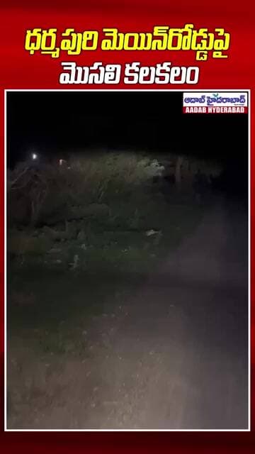 🐊 మెయిన్రోడ్డుపై మొసలి కలకలం | Dharmapuri Crocodile Spotted | Aadab Hyderabad News