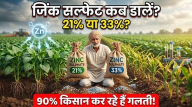 🌾 जिंक सल्फेट कब, कितना और कैसे डालें? कहीं आप भी तो नहीं कर रहे ये बड़ी गलती!
जिंक (Zn) फसलों के लिए एक आवश्यक सूक्ष्म पोषक तत्व है। इसकी कमी होने पर पौधों की बढ़वार रुक जाती है, पत्तियां छोटी और पीली पड़ने लगती हैं, कल्ले कम बनते हैं और उत्पादन में भारी गिरावट आ सकती है।
लेकिन केवल जिंक सल्फेट डाल देना ही पर्याप्त नहीं है। यदि इसे गलत समय, गलत मात्रा या गलत तरीके से दिया जाए, तो इसका पूरा लाभ नहीं मिलता, बल्कि फास्फोरस जैसे अन्य पोषक तत्वों की उपलब्धता भी प्रभावित हो सकती है।
✅ 21% जिंक सल्फेट: 10 किलोग्राम प्रति एकड़
✅ 33% जिंक सल्फेट: 6 किलोग्राम प्रति एकड़
✅ 21% स्प्रे: 5 ग्राम प्रति लीटर पानी
✅ 33% स्प्रे: 3 ग्राम प्रति लीटर पानी
सबसे महत्वपूर्ण बात:
✔️ जिंक सल्फेट को बुवाई या रोपाई के समय देना सबसे अधिक लाभकारी होता है।
✔️ डीएपी, एसएसपी या फास्फोरस युक्त एनपीके उर्वरकों के साथ मिलाकर कभी प्रयोग न करें।
✔️ खड़ी फसल में कमी दिखाई दे तो मिट्टी में डालने की बजाय स्प्रे करना अधिक प्रभावी रहता है।
✔️ मृदा परीक्षण के आधार पर ही जिंक का प्रयोग करें।
सही समय, सही मात्रा और सही विधि से जिंक सल्फेट का उपयोग करके आप फसल की बढ़वार, जड़ों का विकास और उत्पादन में उल्लेखनीय सुधार कर सकते हैं।
क्या आपने इस सीजन में अपने खेत में जिंक सल्फेट का प्रयोग किया है? कमेंट में अपनी फसल और अनुभव जरूर बताएं।
#ZincSulphate #ZincDeficiency #Micronutrients #PlantNutrition