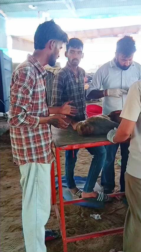 #Rajinderallsikha ##bhagatsinghrescueteam #allsikha #ganganagar #animal #ngo #karanpur @rajinderallsikha @allsikha