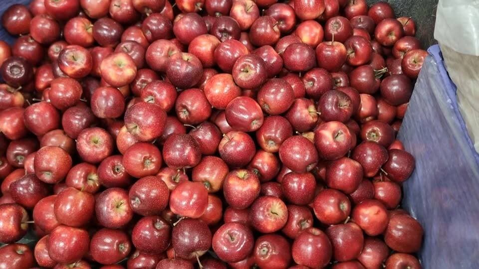 For the last 25 years, I have poured my heart and soul into these orchards. By the grace of God, RMS Orchard Bakhol has become synonymous with premium quality. We don't just grow apples; we grow perfection, and we never compromise on our standards. 🏔️🍏
Thankful for this journey and excited for many more years to come!
#AppleFarming #HighDensityOrchard #Kotkhai #AgricultureIndia #FreshFromOrchard