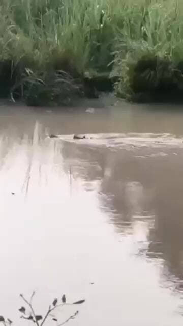 कुशीनगर की बांसी नदी में तैरता दिखा घड़ियाल