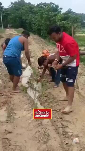 सड़क पर धान रोपकर ग्रामीणों का विरोध, बोले—"सड़क नहीं तो वोट नहीं"