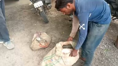 प्रतिबंध के बावजूद यमुना में कथित अवैध मत्स्य आखेट, तीन लोग हिरासत में
लक्ष्मणपुर घाट पर पुलिस की कार्रवाई, लगभग 50 किलो मछली बरामद होने का दावा
संरक्षण और मिलीभगत के आरोपों की जांच की मांग, अधिकारियों का पक्ष आना बाकी
✒️रिपोर्ट अमर केसरवानी
फतेहपुर। जनपद के असोथर क्षेत्र में यमुना नदी में प्रतिबंध के बावजूद कथित अवैध मत्स्य आखेट का मामला सामने आया है। पुलिस ने लक्ष्मणपुर घाट पर कार्रवाई करते हुए तीन लोगों को हिरासत में लेकर लगभग 50 किलोग्राम मछली बरामद करने का दावा किया है। वहीं स्थानीय लोगों ने इस अवैध गतिविधि को लेकर संरक्षण और विभागीय मिलीभगत के आरोप लगाए हैं। इन आरोपों की स्वतंत्र पुष्टि नहीं हुई है।
असोथर/फतेहपुर। यमुना नदी में मत्स्य आखेट पर प्रतिबंध लागू होने के बावजूद कथित रूप से अवैध शिकार जारी रहने का मामला सामने आने से क्षेत्र में चर्चाओं का दौर तेज हो गया है। स्थानीय लोगों का आरोप है कि लक्ष्मणपुर, सैबसी, जरौली, घाटमपुर, ऐझी और कोटवा सहित कई घाटों पर लंबे समय से खुलेआम जाल डालकर मछलियों का आखेट किया जा रहा था।
स्थानीय नागरिकों ने आरोप लगाया है कि इस पूरे मामले में कुछ प्रभावशाली लोगों के संरक्षण तथा संबंधित विभागों की लापरवाही या मिलीभगत के कारण प्रतिबंध का प्रभावी पालन नहीं हो पा रहा है। हालांकि, इन आरोपों की स्वतंत्र पुष्टि नहीं हुई है और संबंधित विभागों की ओर से भी इस संबंध में कोई आधिकारिक पुष्टि नहीं की गई है।
रविवार शाम लगभग चार बजे पुलिस ने लक्ष्मणपुर घाट पर छापेमारी कर कथित रूप से अवैध मत्स्य आखेट कर रहे निरंजन, पीताम्बर निषाद और बीरन निषाद को हिरासत में लिया। पुलिस के अनुसार मौके से करीब 50 किलोग्राम मछली भी बरामद की गई। तीनों से पूछताछ की जा रही है और मामले में अग्रिम विधिक कार्रवाई की प्रक्रिया जारी है।
इस कार्रवाई के बाद कई सवाल भी खड़े हो रहे हैं। यदि नदी में मत्स्य आखेट पर प्रतिबंध लागू है तो लंबे समय से विभिन्न घाटों पर कथित रूप से यह गतिविधियां कैसे संचालित होती रहीं? क्या निगरानी व्यवस्था पर्याप्त थी, और यदि नहीं, तो इसकी जिम्मेदारी किसकी है? इन प्रश्नों का उत्तर जांच के बाद ही स्पष्ट हो सकेगा।
कार्यवाहक थाना प्रभारी वीरेंद्र माथुर ने बताया कि आरोपियों से पूछताछ की जा रही है तथा जांच पूरी होने के बाद नियमानुसार विधिक कार्रवाई की जाएगी।
वहीं, इस मामले में मत्स्य विभाग का पक्ष जानने के लिए मत्स्य अधिकारी विजय द्विवेदी से संपर्क का प्रयास किया गया, लेकिन संपर्क नहीं हो सका। इसलिए उनका पक्ष इस समाचार में शामिल नहीं किया जा सका है।
> महत्वपूर्ण सूचना: यह समाचार पुलिस कार्रवाई, स्थानीय लोगों के आरोपों और उपलब्ध जानकारी पर आधारित है। संरक्षण या मिलीभगत से जुड़े आरोपों की आधिकारिक पुष्टि नहीं हुई है। जांच पूरी होने के बाद ही वास्तविक स्थिति स्पष्ट होगी।
नदियों में प्रतिबंधित अवधि के दौरान अवैध मत्स्य आखेट जैव विविधता और मत्स्य संसाधनों पर प्रतिकूल प्रभाव डाल सकता है। ऐसे मामलों में निष्पक्ष जांच, नियमित निगरानी और कानून के प्रभावी अनुपालन से ही प्राकृतिक संसाधनों का संरक्षण सुनिश्चित किया जा सकता है।
🟥 एनडी न्यूज़ की प्रशासन, मत्स्य विभाग और पुलिस से अपील करता है कि अवैध मत्स्य आखेट की शिकायतों की निष्पक्ष जांच कर दोषियों के विरुद्ध कानून के अनुसार कार्रवाई की जाए। यदि किसी स्तर पर लापरवाही या मिलीभगत सामने आती है तो उस पर भी पारदर्शी कार्रवाई होनी चाहिए। आम नागरिकों से भी अनुरोध है कि पर्यावरण संरक्षण और कानून के पालन में प्रशासन का सहयोग करें।
👇👇👇
#NDNews #दैनिकनिष्पक्षधारा #Fatehpur #Asothar #Yamuna #IllegalFishing #MatsyaVibhag #UPPolice #BreakingNews #Environment #FishConservation
👇👇
@dgpup
@RSSorg
@UPGovt
@wpl1090
@RSSgeet
@Uppolice
@MIB_India
@PMOIndia
@HMOIndia
@abmanglik
@VHPDigital
@igrangealld
@myogioffice
@InfoDeptUP
@dmfatehpur
@sdmsadarftp
@CMOfficeUP
@CMOUP_RC
@UPPRD1948
@ChiefSecyUP
@ChiefSecyUP
@MahantYogiG
@FatehpurSdm
@fatehpurpolice
@BajrangDalOrg
@rashtrapatibhvn
@UPMahilaKalyan
@112UttarPradesh
@myogiadityanath
@CommissionerPrg
@ADGZonPrayagraj
👇👇
🟥 ND NEWS | दैनिक निष्पक्ष धारा
मुख्य संपादक / संस्थापक: राजन सिंह हाड़ा
सह-संपादक: शालिनी सिंह भदौरिया
✒️ रिपोर्ट: संवाददाता अमर केसरवानी
📍 कार्यालय-3: U158, हीरा स्वीट्स के पास, विकास मार्ग, लक्ष्मी नगर, पूर्वी दिल्ली, पिन कोड – 110092 (NCR)
📍 कार्यालय-2: विधानसभा रोड, बर्लिंगटन चौराहा, लखनऊ (226001) (UP)
📍 कार्यालय-1: 1/1 अटल बिहारी चौराहा, नियर बर्मा चौराहा, फतेहपुर (212601) (UP)
📞 मोबाइल: 9696119696