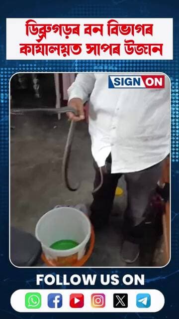 ডিব্ৰুগড়ৰ বন বিভাগৰ কাৰ্যালয়ত সাপৰ উজান