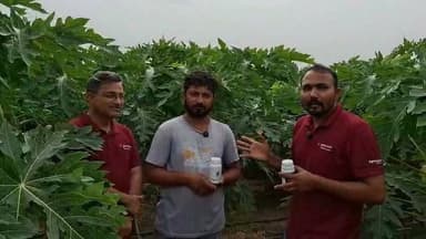 पपीता पर क्या अनुभव रहा सुनिए किसान से, #किसान #पपीता