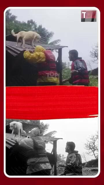 Dog rescued in heavy rain : 4 दिवसांपासून पत्र्यावर अडकलेल्या टॉमीला शिवदुर्ग रेस्क्यू टीमनं वाचवलं