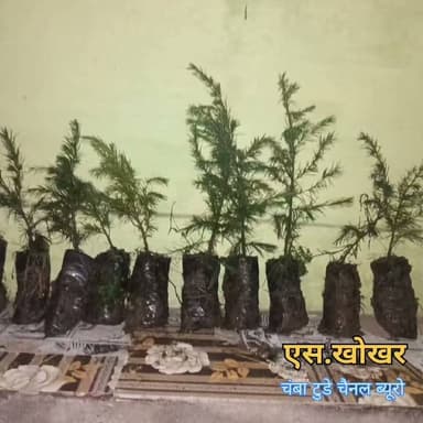 📍चंबा | ग्राम कंदला, पंचायत बयाना
💪 युवक मंडल कंदला बना बदलाव की मिसाल!
बिना किसी स्वार्थ के युवा लगातार श्रमदान कर गांव को स्वच्छ, सुंदर और हराभरा बनाने में जुटे हैं। नालियों की सफाई, मंदिर का जीर्णोद्धार, पौधारोपण और जनहित के अनेक कार्यों से कंदला आज एक नई पहचान बना रहा है। 🌿👏
"जब युवा जागते हैं, तभी गांव बदलते हैं।" ❤️
#Chamba #Kandla #BayanaPanchayat #YuvakMandal #Shramdaan #SwachhBharat #VillageDevelopment #GreenVillage #HimachalPradesh #ChambaTodayChannel #viralvideo #salooni #surngani