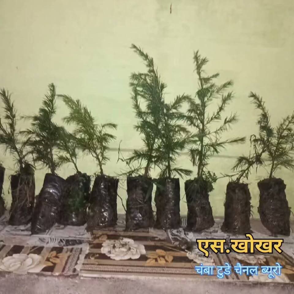 📍चंबा | ग्राम कंदला, पंचायत बयाना
💪 युवक मंडल कंदला बना बदलाव की मिसाल!
बिना किसी स्वार्थ के युवा लगातार श्रमदान कर गांव को स्वच्छ, सुंदर और हराभरा बनाने में जुटे हैं। नालियों की सफाई, मंदिर का जीर्णोद्धार, पौधारोपण और जनहित के अनेक कार्यों से कंदला आज एक नई पहचान बना रहा है। 🌿👏
"जब युवा जागते हैं, तभी गांव बदलते हैं।" ❤️
#Chamba #Kandla #BayanaPanchayat #YuvakMandal #Shramdaan #SwachhBharat #VillageDevelopment #GreenVillage #HimachalPradesh #ChambaTodayChannel #viralvideo #salooni #surngani