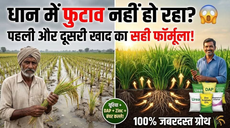 🚨 धान में फुटाव कम है? पौधे कमजोर हैं? तो यह वीडियो आपके बहुत काम का है! 🌾
धान की अच्छी पैदावार केवल यूरिया डालने से नहीं मिलती। सही समय पर सही खाद और सूक्ष्म पोषक तत्व देना सबसे ज्यादा जरूरी होता है। यदि शुरुआत के 30 दिनों में पोषण प्रबंधन सही किया जाए, तो धान में मजबूत जड़ें, भरपूर फुटाव, गहरी हरियाली और अधिक बालियां प्राप्त की जा सकती हैं।
इस वीडियो में जानिए:
✅ पहली खाद कब और क्या दें?
✅ दूसरी खाद में कौन-कौन से पोषक तत्व मिलाएं?
✅ DAP, यूरिया, जिंक, मैग्नीशियम और आयरन की सही मात्रा
✅ फुटाव बढ़ाने का वैज्ञानिक तरीका
✅ पानी का सही प्रबंधन कैसे करें?
✅ कौन-सी गलतियां धान की पैदावार घटा देती हैं?
अगर आप इस सीजन में धान से अधिक उत्पादन लेना चाहते हैं, तो यह वीडियो अंत तक जरूर देखें और अपने किसान भाइयों के साथ भी साझा करें।
🌾 आप धान की कौन-सी किस्म की खेती कर रहे हैं?
अपना जवाब कमेंट में जरूर लिखें।
#धान #Paddy #RiceFarming #धान_की_खेती #धान_में_फुटाव #धान_की_खाद #यूरिया #DAP #ZincSulphate #MagnesiumSulphate #धान_प्रबंधन #Kisan #Agriculture #Farming #IndianFarmer #CropNutrition #PaddyCultivation #RiceCrop #Kheti #AgricultureIndia