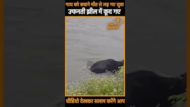 मंडी: देखिए..गाय को बचाने यमराज से भिड़ गए 2 हिम्मत वाले, जान की परवाह किए बिना उफनती लहरों में कूदे