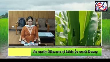 चम्बा 14 जुलाई
जिला चम्बा में मक्की की फसल पर फॉल आर्मी वर्म से बचाव के लिए किसानों को सतर्क रहने की सलाह
#Chamba #ChambaNews #PangiLiveNews #MaizeCrop #FallArmyworm #Kharif2026 #Agriculture #Farmers #Kisan #HimachalPradesh #ChambaFarmers #CropProtection #KrishiVibhag #OrganicFarming #SaveMaize #FasalSuraksha
