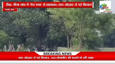 रीवा: नीगा गांव में 'ऐरा प्रथा' से हाहाकार; हाथ जोड़कर रो पड़े किसान, धान, उड़द-सोयाबीन की फसलें हो रहीं तबाह
रीवा जिले की गुढ़ विधानसभा के अंतर्गत आने वाले ग्राम नीगा में छुट्टा और पालतू मवेशियों की वजह से किसानों की रातों की नींद उड़ चुकी है। मेहनत से सींची गई फसल को अपनी आंखों के सामने बर्बाद होते देख स्थानीय किसानों का सब्र अब टूट चुका है। गाँव के एक किसान रामलोचन उर्फ राजकुमार त्रिपाठी ने नम आँखों और हाथ जोड़कर प्रशासन व साथी ग्रामीणों से अपने मवेशियों को बांधकर रखने की गुहार लगाई है।
@highlight Dr Mohan Yadav सुखेन्द्र सिंह बन्ना फैंसक्लब मध्यप्रदेश कांग्रेस कमेटी भोपाल हरित प्रवाह न्यूज Pradyuman 4U Rajendra Shukla EngineerNarendra Prajapati Collector Rewa मनगवां विधानसभा क्षेत्र मनीष पटेल रीवा IG REWA मनीष शुक्ला Dr. Narottam Mishra Manya Pandey Kailash Vijayvargiya Indian National Congress - BIHAR Ranjna Mishra Nagendra Singh MLA GURH #RewaCollector