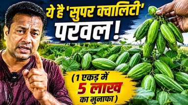 🌿 परवल की खेती से 5 लाख का मुनाफा! सीमांचल के इस किसान ने कर दिया कमाल! 💰
#ParwalFarming #Kisan #Agriculture #FarmingTips
अगर आप भी खेती से अच्छी कमाई करना चाहते हैं, तो यह वीडियो आपके लिए है! पूर्णिया के कसबा प्रखंड के प्रगतिशील किसान मयानंद विश्वास जी बता रहे हैं कि कैसे 1 एकड़ में परवल की खेती करके 4 से 5 लाख रुपये कमाए जा सकते हैं।
इस वीडियो में जानिए परवल की 'सुपर क्वालिटी' नस्लों के बारे में - जैसे स्वर्ण रेखा, राजेन्द्र-1, राजेन्द्र-2, दूधियारी और बहुत कुछ!