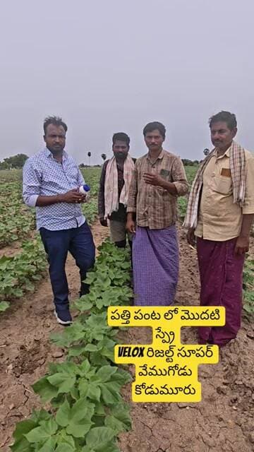 పత్తి పంట లో మొదటి స్ప్రే Velox రిజల్ట్ సూపర్ వేముగోడు కోడుమూరు