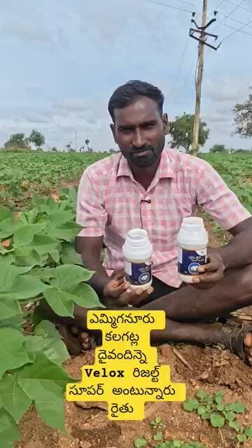 ఎమ్మిగనూరు కలగట్ల దైవందిన్నె Velox రిజల్ట్ సూపర్ అంటున్నారు రైతు