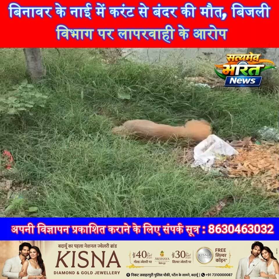 बिजली विभाग की लापरवाही से गई बंदर की जान! ग्रामीणों का सवाल- अगला शिकार इंसान हुआ तो जिम्मेदार कौन? | #Badaun #Binawar #ElectricShock #PowerDepartment #Negligence #MonkeyDeath #VillageNews #UPNews #BreakingNews #ViralNews सत्यमेव भारत न्यूजVikendra SharmaEr Rana Pratap SinghAnirudha Mishra