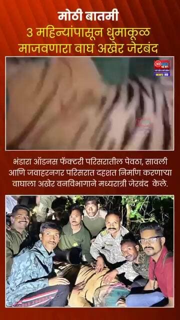 ३ महिन्यांपासून धुमाकूळ माजवणारा वाघ अखेर जेरबंद #akashnewsnetwork #news #tiger